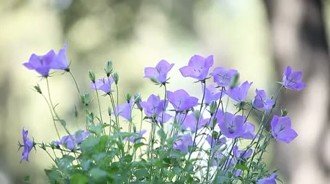 Campanula or bellflowers Stock Footage 8929084