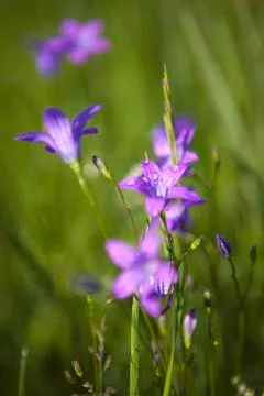 Campanula patula Stock Photos