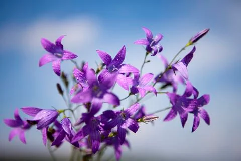 Campanula patula Stock Photos