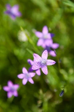 Campanula patula Stock Photos