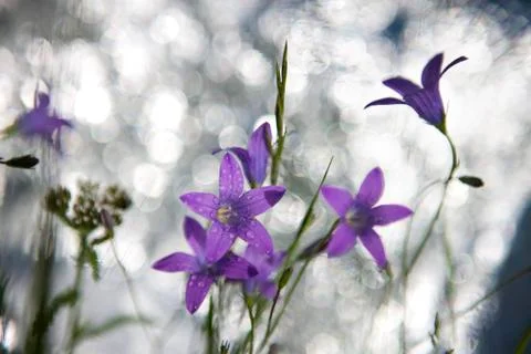Campanula patula Stock Photos