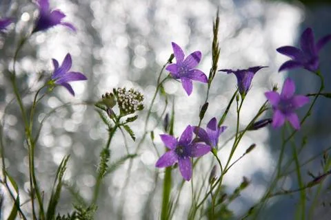 Campanula patula Stock Photos