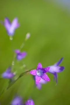 Campanula patula Stock Photos