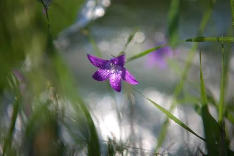 Campanula patula Stock Photos
