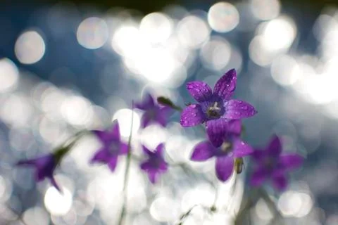 Campanula patula Stock Photos