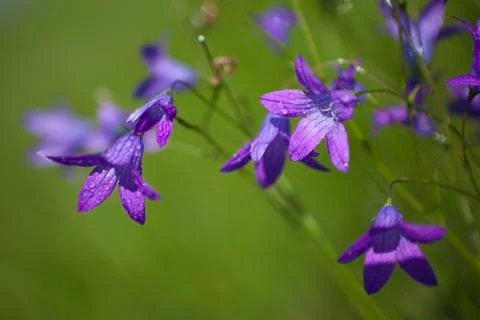 Campanula patula Stock Photos