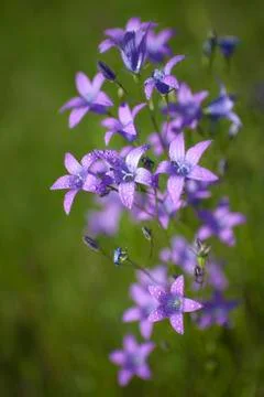 Campanula patula Stock Photos