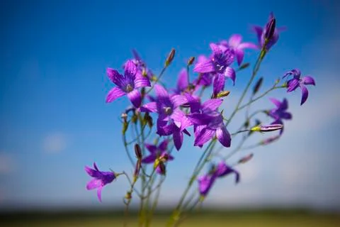 Campanula patula Stock Photos