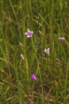 Campanula patula subsp. patula. The simple, bell-shaped flowers are a vibrant Stock Photos