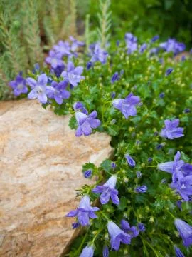 Campanula Stock Photos