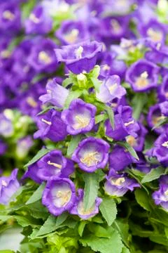 Campanula Stock Photos