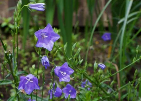Campanula Stock Photos