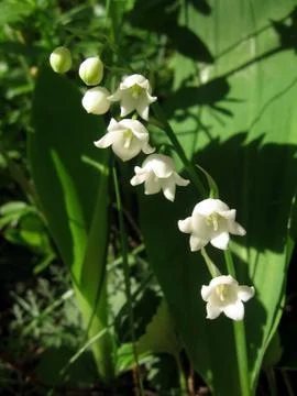 Campanula Stock Photos