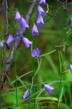 Campanula Stock Photos