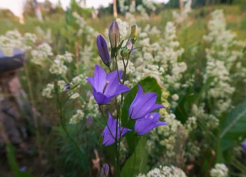 Campanula Foto stock