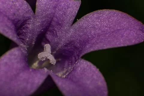 Campanula Foto stock