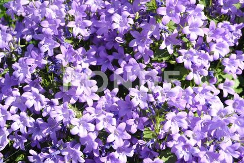 Campanula portenschlagiana violet blooming brightly illuminated. Stock Photos