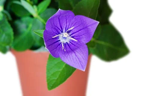 Campanula in a pot Stock Photos