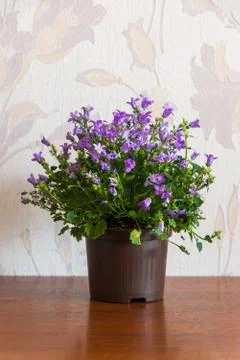 Campanula in pot in room Stock Photos