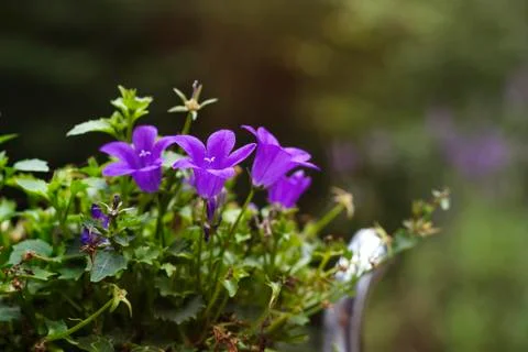 Campanulas in a garden Stock Photos