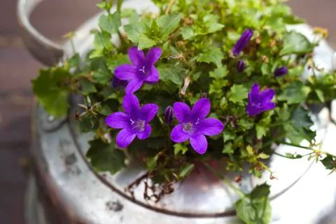 Campanulas in a teapot Stock Photos