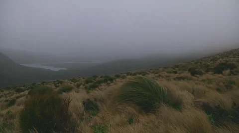 Campbell Island Stock Footage 1400501