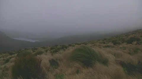 Campbell Island Video stock 10767855