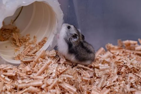 Campbell's dwarf hamster Stock Photos
