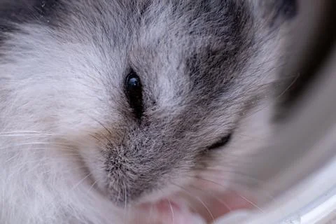 Campbell's dwarf hamster Foto stock