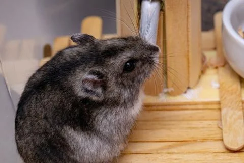 Campbell's dwarf hamster Foto stock