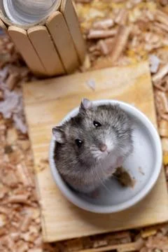 Campbell's dwarf hamster Stock Photos