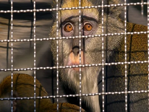 Campbell’s mona monkey (Cercopithecus campbelli) Stock Footage 82613150