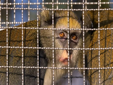Campbell’s mona monkey (Cercopithecus campbelli) Video stock 82613369