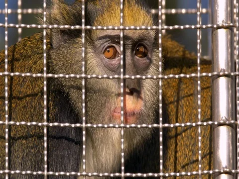 Campbell’s mona monkey (Cercopithecus campbelli) Video stock 82613707