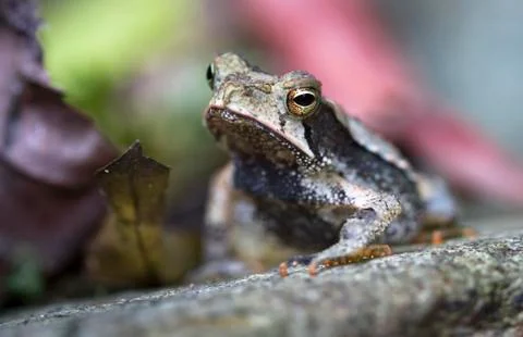 Campbell's rainforest toad in Belize Stock-Fotos