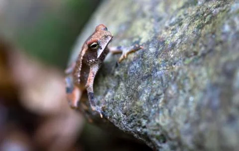 Campbell's rainforest toad in Belize Stock Photos