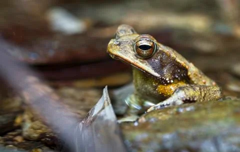 Campbell's rainforest toad in Belize Stock Photos