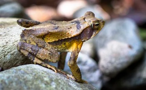 Campbell's rainforest toad in Belize Stock Photos