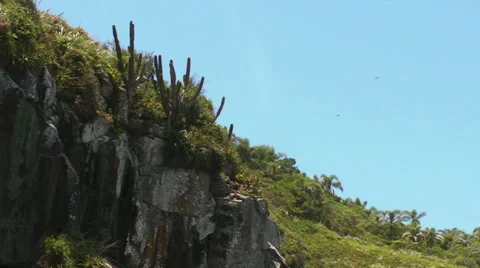Campeche Island Cacti Stock Footage 33745873