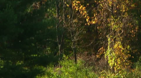 Camper disassembling tent (LP-Voorhees-062) Stock Footage 8929400