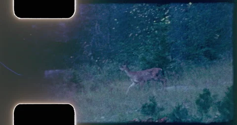 Camper tracks deer to clearing, films deer Vidéo 202049645