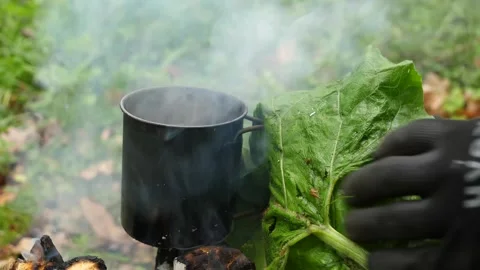 Campfire Boiling A Cup of Water. View of Campfire in the Woodland Forest. Stock Footage 306541175