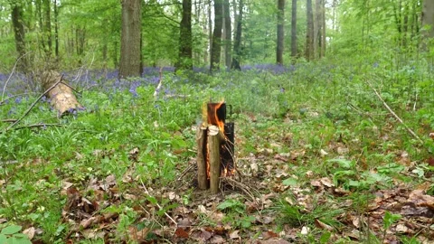 Campfire Boiling A Cup of Water. View of Campfire in the Woodland Forest. Stock Footage 306541506