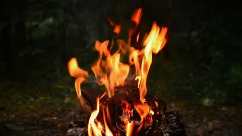 Campfire Burning with Bright Flames in Forest Video stock 341980407