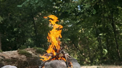 Campfire Burning Brightly in a Forest Stock Footage 296043641