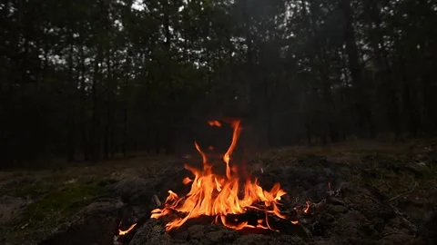 A campfire burning brightly in a forest setting, with flames dancing and casting Video stock 290910276