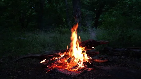 Campfire Burning in the Dark Forest Video stock 318822752