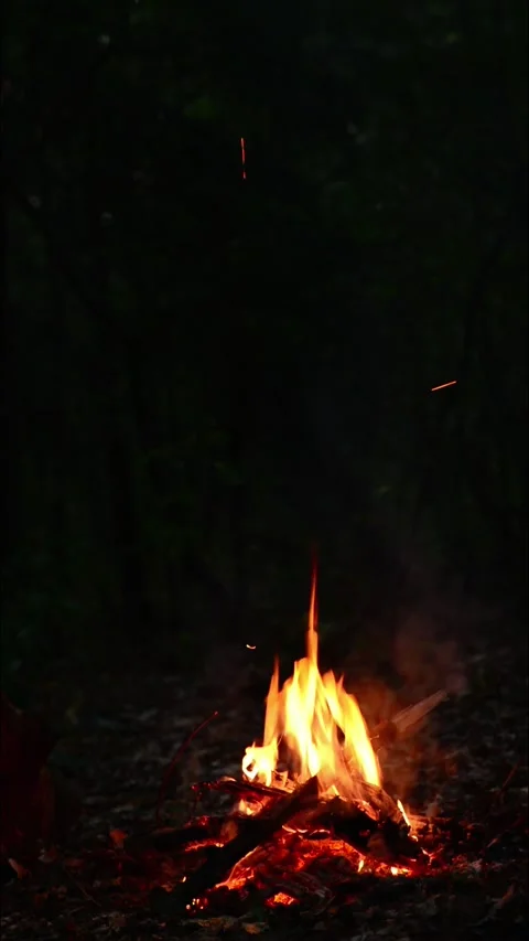 Campfire Burning in Dark Forest Seamless Loop with Sound Video stock 344951135