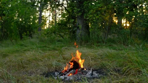 Campfire Burning in Dense Forest Woods Loop Stock-Footage 343343640