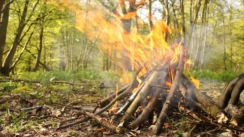 Campfire Burning in Forest. Camping Fire Stock Footage 109679730